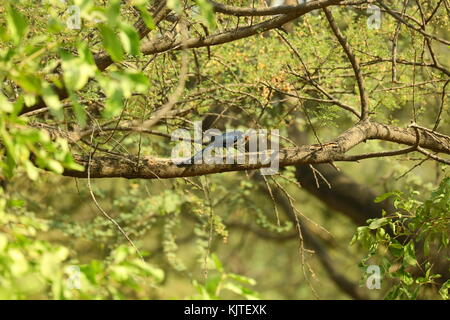 Il drongo nero è un piccolo Asian passerine bird della famiglia drongo Dicruridae. Si tratta di un comune allevatore residente in gran parte delle foreste tropicali del sud dell Asia. Foto Stock
