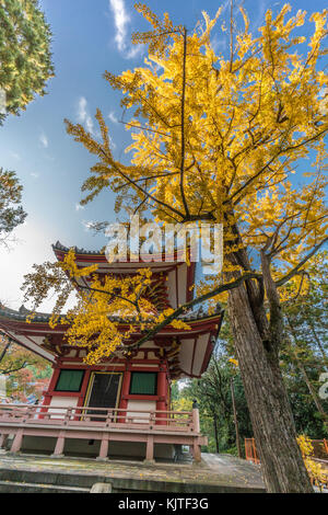 Ichou (ginkgo tree) i colori autunnali, la caduta delle foglie e iscrizioni: rei-per "acquavite di torre' a taho-a pagoda della chion-nel tempio, higashiyama, Kyoto, Foto Stock