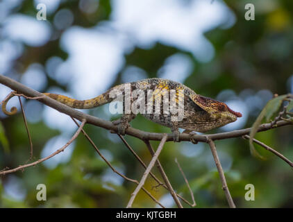 Un colorato corto-cornuto (camaleonte calumma brevicorne) su un ramo. Andasibe Mantadia national park. madagascar, africa. Foto Stock