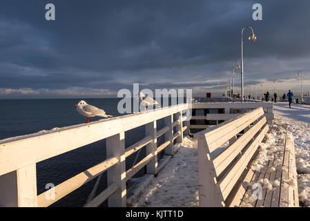 Seagull in piedi su un molo in legno in sopot resort. paesaggio invernale. Polonia Foto Stock