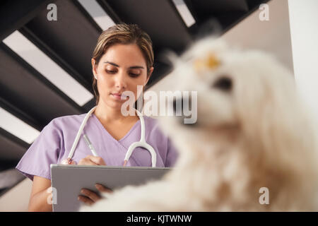 La pratica medica con la donna lavora come veterinari, vet utilizzando computer tablet durante l assemblea chiamata, dopo la visita Foto Stock