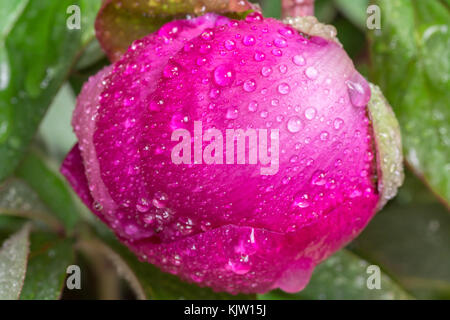 Peonia bud con gocce di rugiada. una grande rosa fiori di primavera Foto Stock