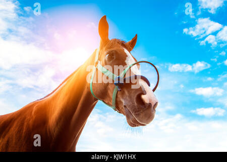 Faccia di fiducia volto di un cavallo da corsa con fune sul cielo blu sullo sfondo Foto Stock