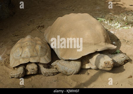 Tartaruga (Geochelone gigantea) / tartarughe Foto Stock