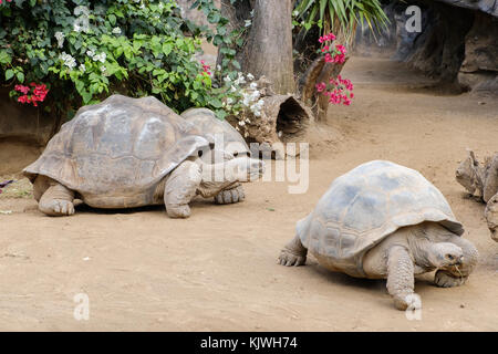 La tartaruga gigante (Geochelone gigantea) Foto Stock