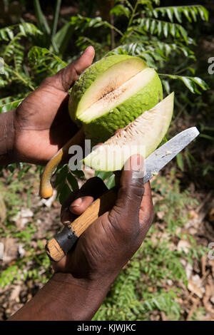 Zanzibar, Tanzania; un agricoltore spice tagli aprire uno dei suoi coltivato l'albero del pane. Il frutto è ricco di vitamina C, tiamina e potassio. Foto Stock