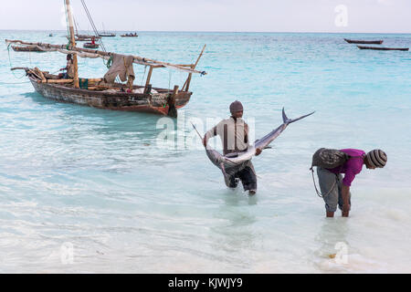 Nungwe, Zanzibar, Tanzania; i pescatori porta un prezioso sailfish ha appena pescato a vendere al mercato locale. Foto Stock