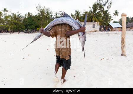 Nungwe, Zanzibar, Tanzania; un pescatori porta un prezioso sailfish ha appena pescato fino alla spiaggia a vendere al mercato locale. Foto Stock