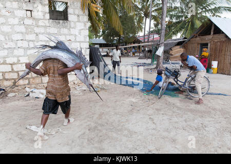 Nungwe, Zanzibar, Tanzania; un pescatori porta un prezioso sailfish ha appena pescato fino alla spiaggia a vendere al mercato locale. Foto Stock