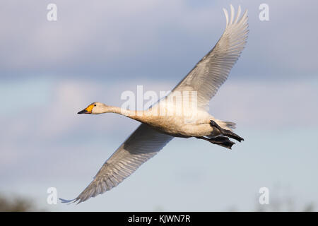 Antenna da vicino la cattura di arrivo del primo Bewick's Swan (Cygnus columbianus) in volo, la voce a inverno a Slimbridge zone umide riserva, 8 Novembre '17. Foto Stock