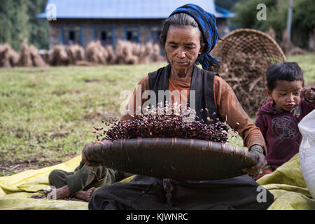 Scala piccola agricoltura nella parte superiore della valle tsum, distretto di gorkha, Nepal Foto Stock