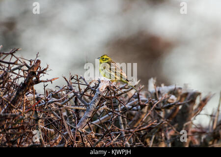 Maschio di zigolo giallo seduti sulla cima di una siepe in West Sussex Foto Stock