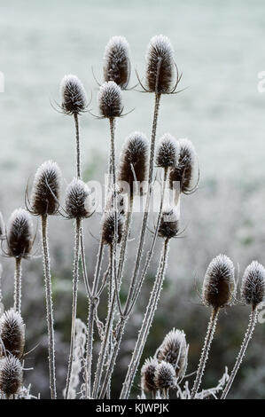 Coperto di brina teasel selvatici nel West Sussex Foto Stock