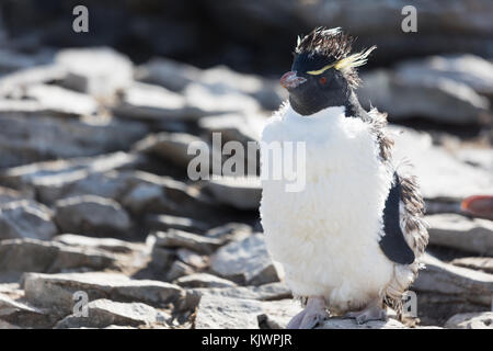 Rockhpper pinguini su Saunders Island Foto Stock