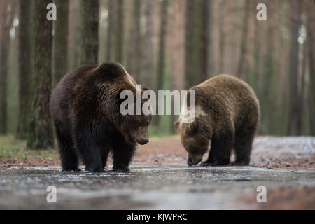 Orso bruno / Braunbaeren ( Ursus arctos ), i giovani adolescenti, in piedi su una coperta di ghiaccio pozzanghera, esplorando l'acqua congelata, sembra divertente, l'Europa. Foto Stock