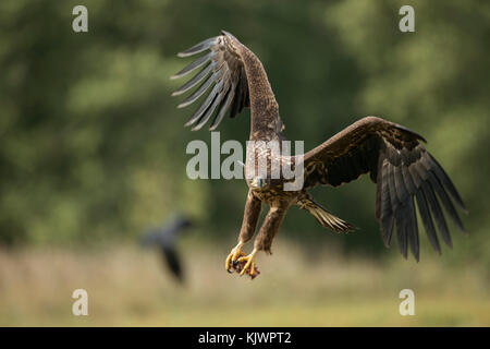 Aquila dalla coda bianca / Aquila di mare ( Haliaetus albicilla ) giovane adolescente in volo, in volo, in arrivo, con talloni appesi, potente scatto frontale. Foto Stock