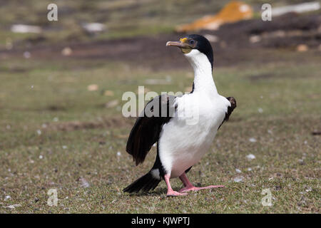 Re Cormorano su Saunders Foto Stock