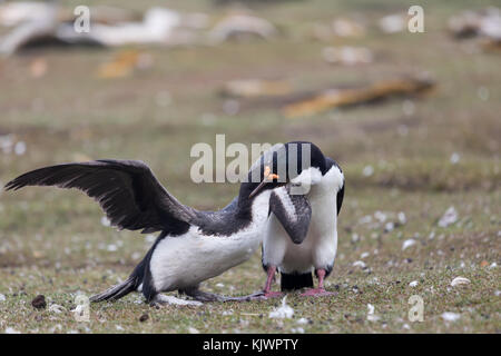 Pulcini da alimentazione con re cormorano per adulti Foto Stock