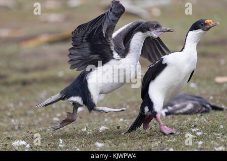 Adulto re cormorano pulcini di alimentazione Foto Stock