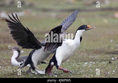 Pulcini da alimentazione con re cormorano per adulti Foto Stock