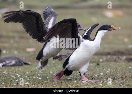 Pulcini da alimentazione con re cormorano per adulti Foto Stock