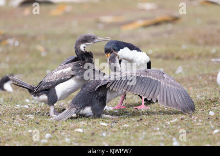 Adulto re cormorano pulcini di alimentazione Foto Stock