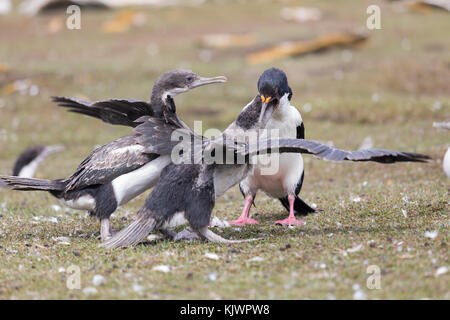 Adulto re cormorano pulcini di alimentazione Foto Stock