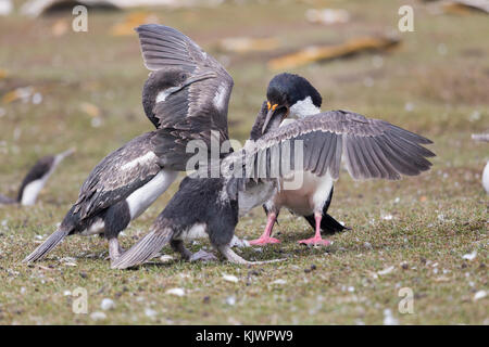 Adulto re cormorano pulcini di alimentazione Foto Stock