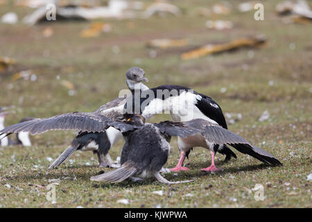 Adulto re cormorano pulcini di alimentazione Foto Stock