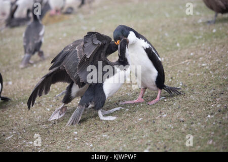 Adulto re cormorano pulcini di alimentazione Foto Stock