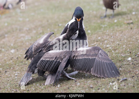 Adulto re cormorano pulcini di alimentazione Foto Stock