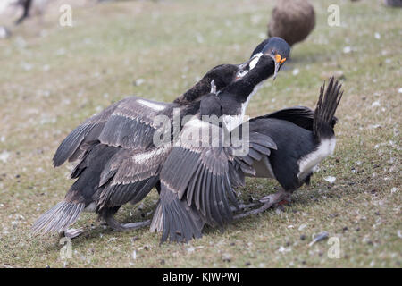 Adulto re cormorano pulcini di alimentazione Foto Stock