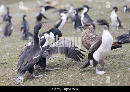 Adulto re cormorano pulcini di alimentazione Foto Stock