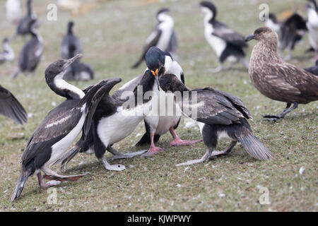 Adulto re cormorano pulcini di alimentazione Foto Stock