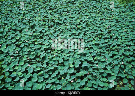 Vista superiore lotus lascia il modello in un lago Foto Stock