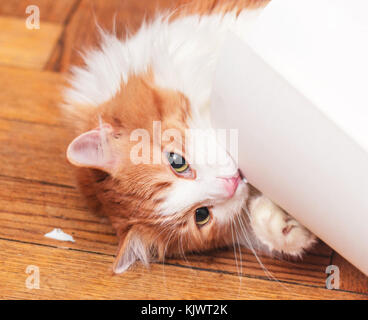 Lo zenzero adulti cat mordere rotolo di bianco carta di disegno Foto Stock