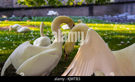 Belgio, Brugge, Begijnhof, giovane cigni sulla riva in amore per la danza, Minnehof VOF Foto Stock