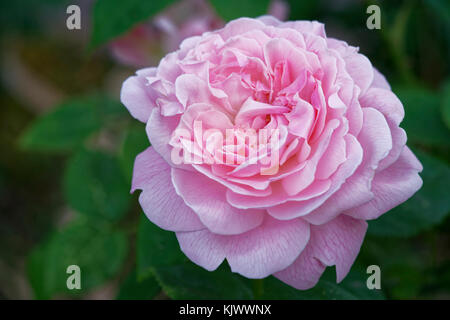 La rosa chiaro Miss Alice ha una delicata, vecchia fragranza rosa. Appartiene alle 'rose inglesi' del allevatore David Austin. Foto Stock