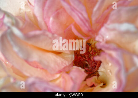 Questa rosa con il nome di 'Fantasia Mondiale Freelander' è stato scoperto da Karsten Schmidt e introdotto sul mercato tedesco da Kordes e figli nel 2006. Il colore è salmone-arancio. Non sente l'odore, ma la fioritura è bella. Foto Stock