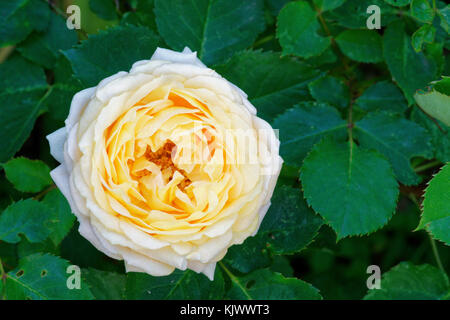 'Any Hahn' è una rosa con centro bianco e rosa. E' un albicocca o pesca moderata e ha da 50 a 60 petali. Fiorisce in grappoli in una primavera o in estate con sparso più tardi fiore. Foto Stock