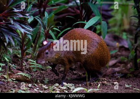 Un agouti centroamericano (Dasyprocta punctata) sta sorvolando attraverso la sottobosco. Agouthil sono roditori. Vivono dal Messico attraverso l'America Centrale fino all'Ecuador nordoccidentale, alla Colombia e al Venezuela estremo occidentale. Come altre agoutis, le agoutis dell'America Centrale sono diurne e vivono in coppie monogamose. Si nutrono principalmente di frutta e semi, e sono importanti disperdenti di semi.|agouti dell'America Centrale (Dasyprocta punctata) Foto Stock