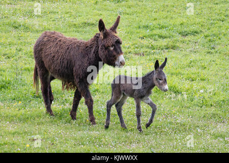 Poitou asino e giovane puledro in un campo erboso vicino al villaggio di Pandielo in Picos de Europa Mountains del nord della Spagna Foto Stock