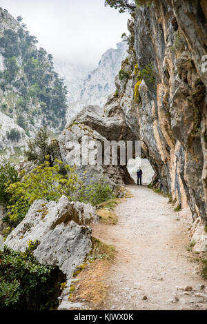 Passeggiate nella Gola di Cares una profonda e spettacolare canyon che corre attraverso il Picos de Europa nel nord della Spagna Foto Stock