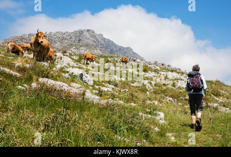 Una femmina di walker il passaggio di una mandria di mucche nei pascoli alti vicino a Arriondas ai piedi delle colline di Picos de Europa Foto Stock