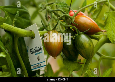 Pomodori con crescente bioline naturale di insetti predatori di protezione