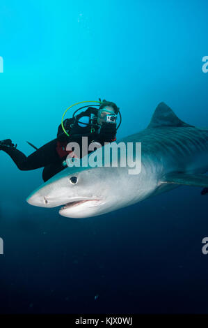 Una femmina subacquea filma uno squalo tigre (Galeocerdo cuvier) in mezzo all'acqua sulle rive di Protea Foto Stock