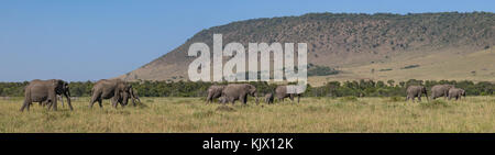 Grande branco di elefanti trogolo in movimento savana, ampia panoramatic foto, girrafe e zebre in background, ottobre 2017, il Masai Mara, Kenya, Africa Foto Stock