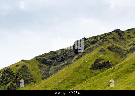 Viaggio in Islanda - verde pendio di montagna con Icelandic Sheep in Islanda, vicino a vik mi myrdal villaggio atlantico sulla costa sud in katla geoparco in Settemb Foto Stock