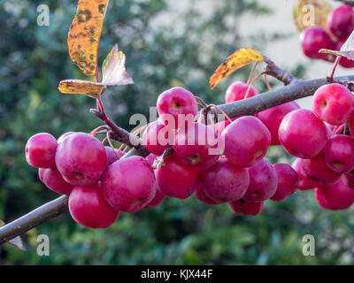 Close up red Frutti di Malus " Red Sentinel' Foto Stock