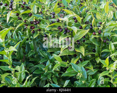 Sacorcocca foglie e bacche con nessuno sfondo Foto Stock